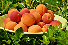 Диетолог перечислил полезные свойства персиков и абрикосов
