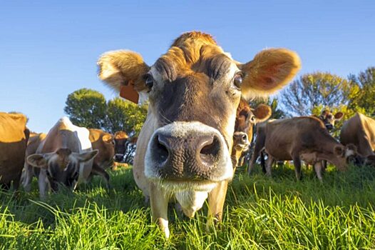 Ученые выяснили, когда коровы стали домашними