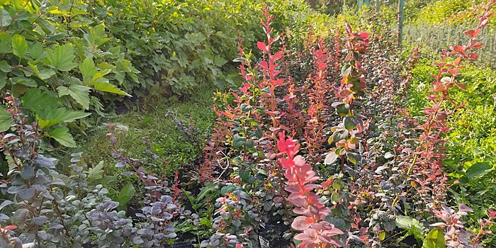 Семья из Кыргызстана вырастила розовый сад на пустыре