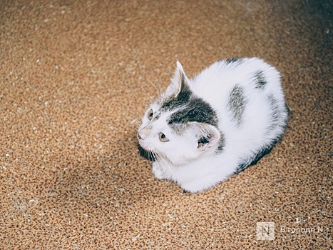 Умер котенок, смытый живодером в унитаз в Нижнем Новгороде