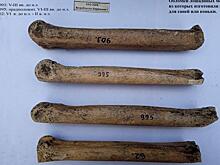 В России обнаружили костяные «коньки» античной эпохи