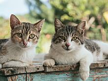 Коты обокрали соседей на 30 тысяч рублей