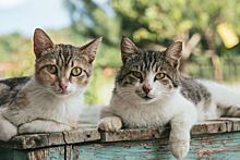 Коты обокрали соседей на 30 тысяч рублей