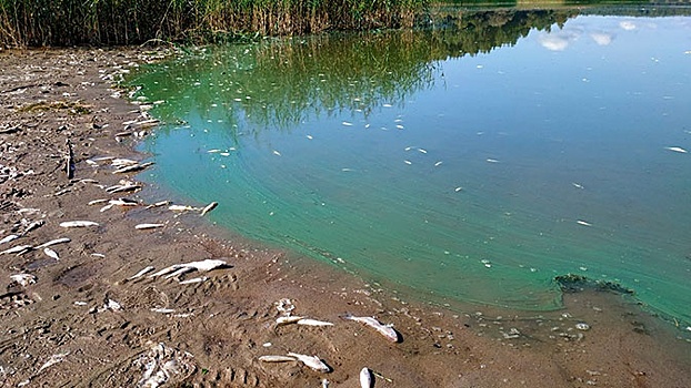 Экологическая катастрофа: в озере под Смоленском погибла вся рыба