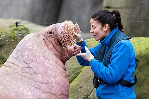 Московский зоопарк купит дружелюбного моржа за 20 миллионов рублей