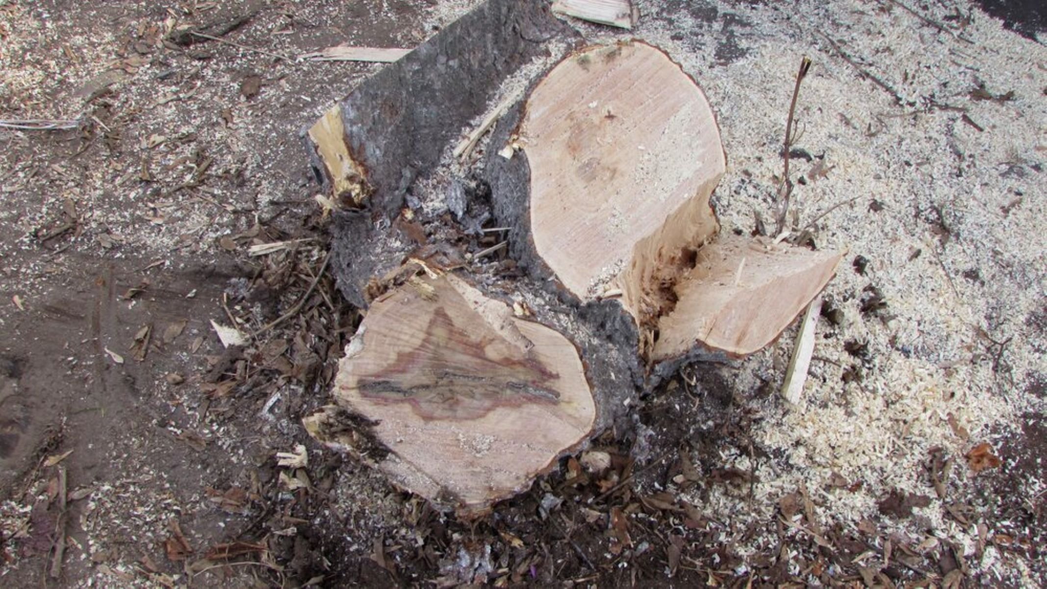 Бастрыкин поручил проверить информацию о незаконной вырубке лесов в горокруге Люберцы