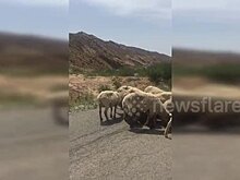 Овцы перекрыли дорогу ради спасения раненого собрата