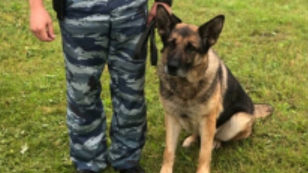 Собака Юрмала по горячим следам нашла угонщика авто