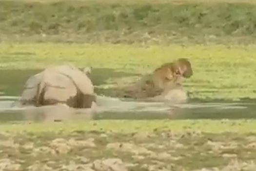 Свирепый носорог прогнал тигра с водопоя и попал на видео