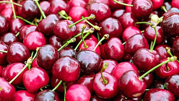 В Севастополе рассказали о планах по сбору урожая черешни в 2019 году