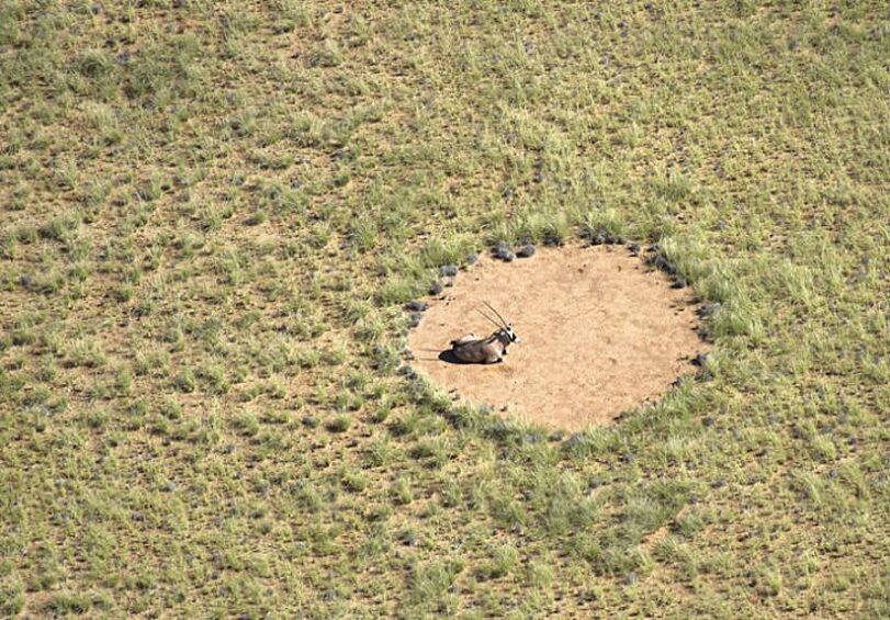 На просторах пустыни в Намибии расположены странные круги диаметром до 15 метров, о происхождении которых яростно спорили экологи. Одни утверждали, что их создали термиты, которые вычищают растительность на местах своих гнезд.