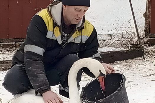 Лебедь притворился гусем