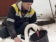 Лебедь притворился гусем