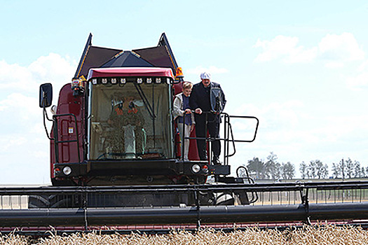 Александр Лукашенко на поле озимой пшеницы 31 июля 2015 года