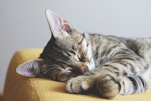 Сердечная недостаточность у кошек – симптомы и лечение заболевания