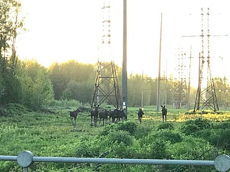 Лоси продолжают приходить в Кострому целыми семьями