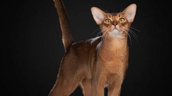 Абиссинского кота из Москвы признали самым красивым в мире