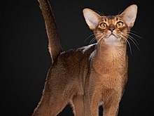 Абиссинского кота из Москвы признали самым красивым в мире