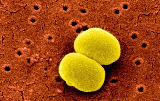 Опасные бактерии помогут в лечении рака кожи