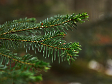 Поиск новогодней “красавицы” может закончится для кузбассовцев конфискацией авто