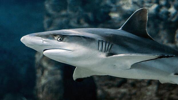 Опасная акула едва не попала на прилавки в Приморье