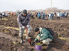 Двадцать тысяч сосен высадили в Новосибирской области в рамках экологической акции