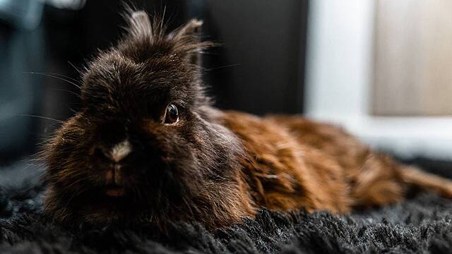 Эксперт рассказала, кому нельзя надевать амулет или наносить тату с кроликом в новом году