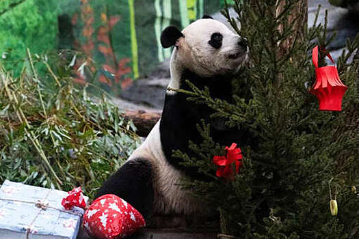 Московский зоопарк пообещал бесплатный вход для посетителей в костюме панды