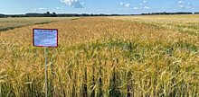Яровой ячмень Красноуфимского селекционного центра показал рекордную урожайность в Свердловской области