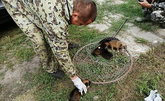 Няшных щенков ловили сачком спасатели в Куйбышеве