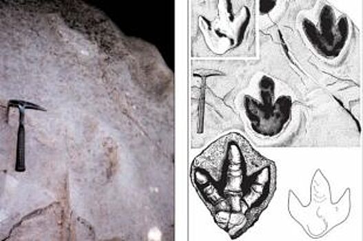 Игуанодоны отметились в Кисловодске. Следы динозавров перевезут в музей