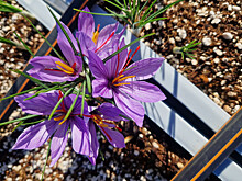 Эксперты смогли вырастить шафран за десять дней