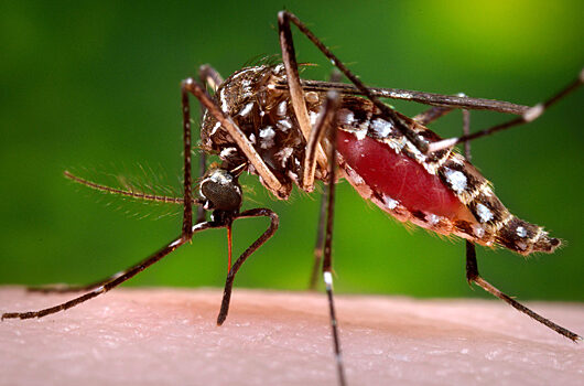 Учёные обнаружили опасную мутацию вируса, который переносят комары