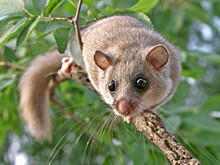 Соня‑полчок пробудилась в Московском зоопарке