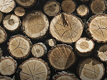 Китайские инвестиции привлекли на создание деревообрабатывающего завода в Омской области