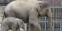 Доля гигантов: как живут слоны в современных зоопарках
