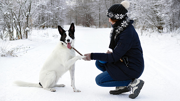Эксперт рассказала, можно ли обучить бездомную собаку командам