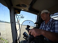 До рекордно низкого уровня за последние 10 лет упала урожайность на Кубани в 2025 году