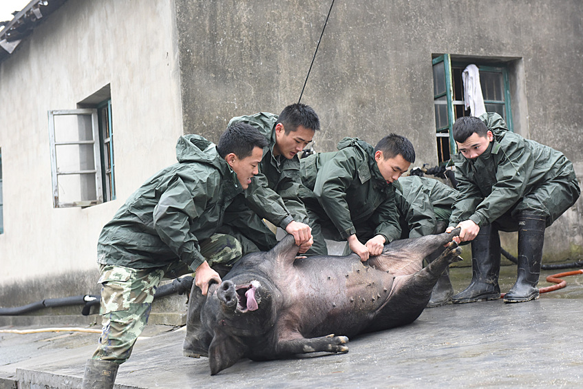 Китайские военные ведут свинью на убой
