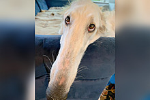 Как выглядит собака с самым длинным в мире носом