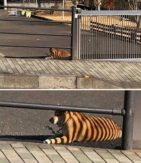 Тигр или пес?