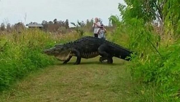 Во флоридском природном парке огромный аллигатор почтил своим внимание напуганных туристов