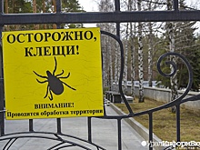 Парки и скверы Екатеринбурга обработают от клещей