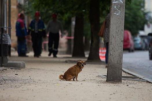 В Калининградской области от укусов собак пострадали 1500 человек с начала года