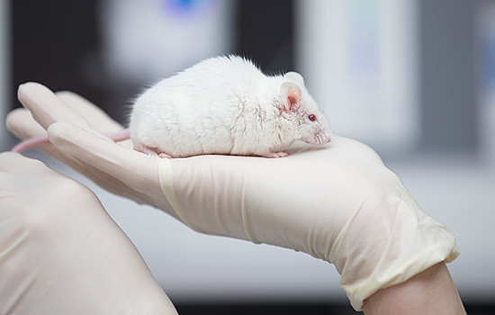 В мозгу мыши нашли связывающий стресс и голод контур