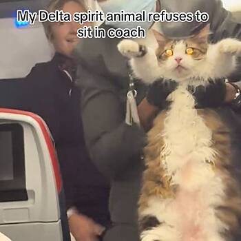 Тучный кот сбежал от хозяина в первый класс самолета и попал на видео