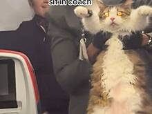 Тучный кот сбежал от хозяина в первый класс самолета и попал на видео