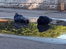В Зеленоградске туристы жалуются на выступающих с голубями