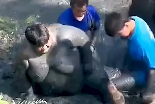 Друзья не дали утонуть грузному рыбаку в тайском болоте: видео