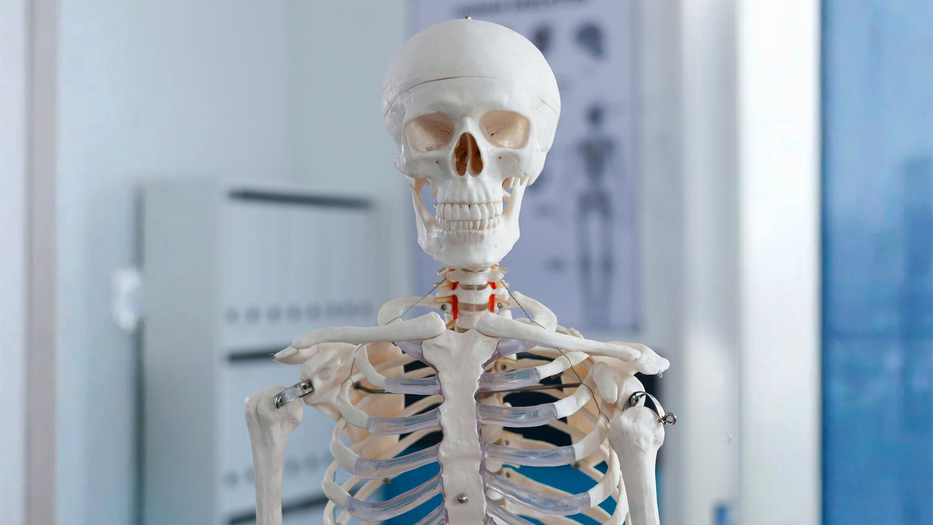 Сколько костей в организме человека: анализ